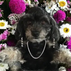 Diamond Jewelry on Coco the dog